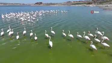 Mamasın Barajı'nda Flamingoların Yavru Sayısı Artıyor
