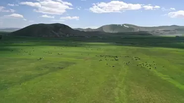 Doğubayazıt'ta Baharın Gelmesiyle Hayvanlar Meraya Çıktı