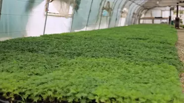 Safranbolu Belediyesi Park ve Bahçeler Müdürlüğü, 200 bin çiçek yetiştirdi