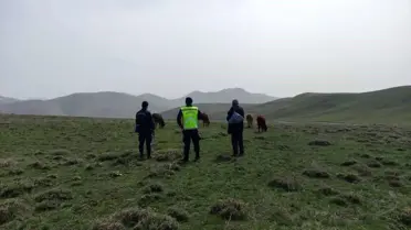 Bayburt'ta kaybolan 9 büyükbaş hayvan jandarma ekiplerince bulundu