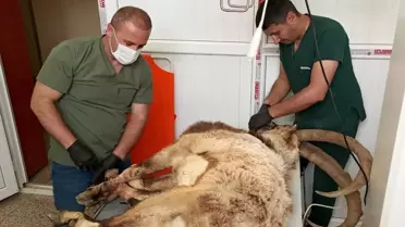 Hakkari'de Yaralı Halde Bulunan Yabani Teke Tedavi Altına Alındı