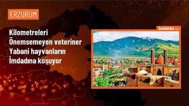Erzurum'da Veteriner Hekim Ayda 5 Bin Kilometre Yol Kat Ederek Yaralı Yabani Hayvanları Tedavi Ediyor