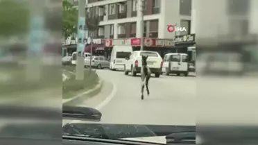 Başıboş tay trafiği tehlikeye düşürdü