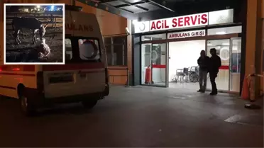 Kayseri'de başıboş eşeğin ısırdığı kadın yaralandı