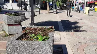 Yalova'da Ekilen Çiçekler Vandallar Tarafından Sökülerek Yollara Atıldı