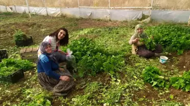 Eskişehir'de Yaprağı Yenen Sebzelerde Kalıntı Kontrolü Yapıldı