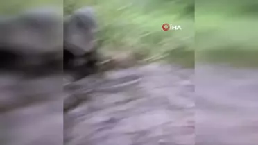 Elazığ'da Sarı Benekli Semenderler Görüldü