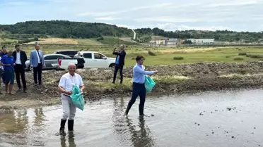 İpsala'da Kaymakam ve Protokol Üyeleri Tarlaya Çeltik Tohumu Saçtı