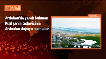 Ardahan'da Yaralı Bulunan Kızıl Şahin Tedavi Edildikten Sonra Doğaya Bırakılacak