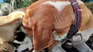 Ayvacık'ta annesinin terk ettiği yavru kediye, köpek annelik yapıyor