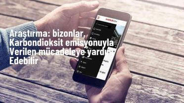 Romanya'daki bizonlar, karbondioksit emisyonunu azaltmada yardımcı olabilir