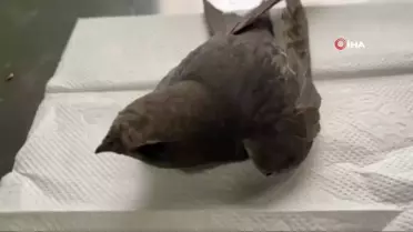 Ebabil kuşu Erzurum'da hayata döndü