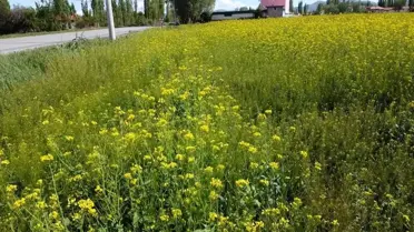 Afyonkarahisar Şuhut'ta Sulanmadan Yetişen Lenox Bitkisi Boy Vermeye Başladı