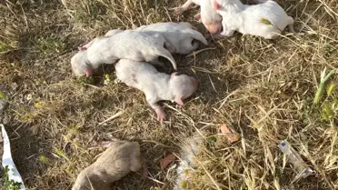 Çöp konteynerinde bulunan 6 yavru köpek kurtarıldı