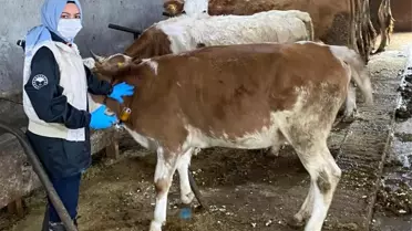 Erzincan'da hayvan aşılama ve kimliklendirme çalışmaları devam ediyor