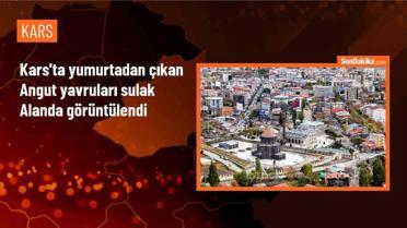 Kars'ta Yumurtadan Çıkan Angut Yavruları Sulak Alanda Görüntülendi