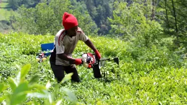 Doğu Karadeniz Bölgesi'nde Afrikalı çay işçileri yeniden görülmeye başlandı