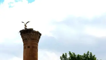 Kahramanmaraş depremlerinde yarısı yıkılan minareye leylek yuva yaptı