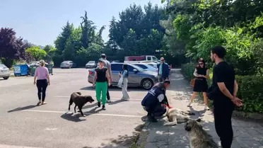 İzmit Belediyesi Saldırgan Köpekleri Barınağa Teslim Etti