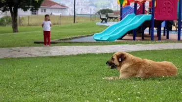 Sokak köpeğinin saldırısına uğrayan 5 yaşındaki kız çocuğu hastaneye kaldırıldı