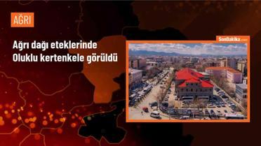 Ağrı Dağı'nda Oluklu Kertenkele Görüntülendi