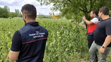 Emet ilçesinde doludan etkilenen haşhaş ekili alanlarda hasar tespit çalışmaları yapıldı