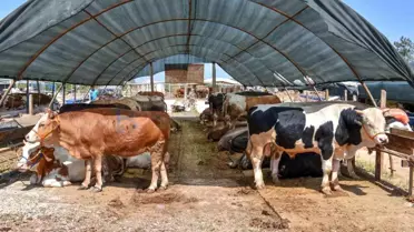 Kepez Belediyesi Geçici Canlı Hayvan Pazarında Kurbanlık Satışı Başladı