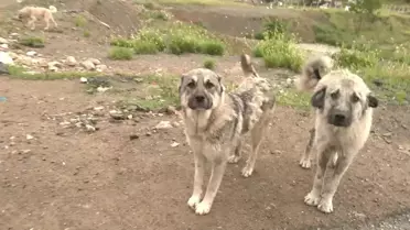 Hayvan Hakları Federasyonu: Sokak hayvanlarının uyutulmasına yönelik yasa hazırlığına tepki