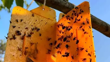 Nazilli İlçe Tarım Müdürlüğü Kestane Gal Arısına Karşı Uyarıda Bulundu