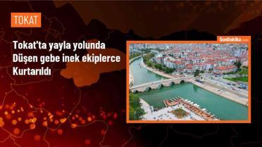 Tokat Almus'ta düşen gebe inek kurtarıldı