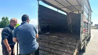 Afyonkarahisar'da Kurban Bayramı öncesi canlı hayvan taşımacılığı denetlendi