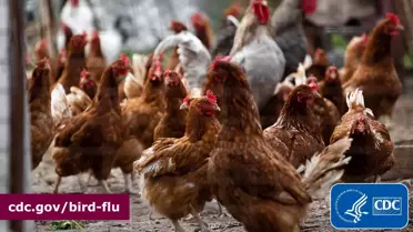 ABD'de süt ineklerinden kuş gribine yakalanan kişi sayısı 4'e yükseldi
