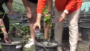 MEÜ'de kuraklık etkisindeki üzüm bağları için hidrojel üretildi