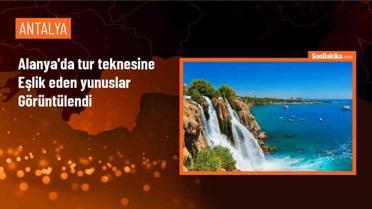 Alanya'da tur teknesinde yunus gösterisi