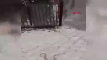 Siirt'te Cadde Ortasında 1,5 Metre Uzunluğunda Yılan Görüntülendi