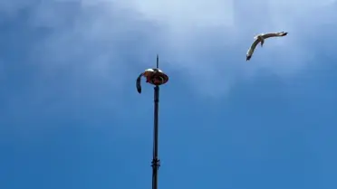 Sinop'ta Sıkışan Martı İtfaiye Ekipleri Tarafından Kurtarıldı
