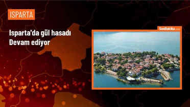 Isparta'da Gül Hasadı Devam Ediyor
