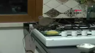 Kumru, İstanbul'da bir evin ocak üzerine yuva yaparak yumurtladı