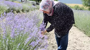 Safranbolu Belediyesi Lavanta Üretiminde Artış Yaşıyor
