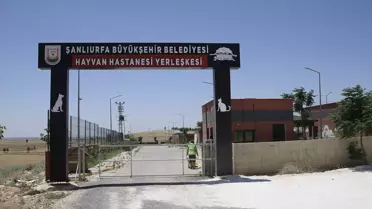 Şanlıurfa'da kuduz vakası nedeniyle sahipsiz köpekler aşılanıyor
