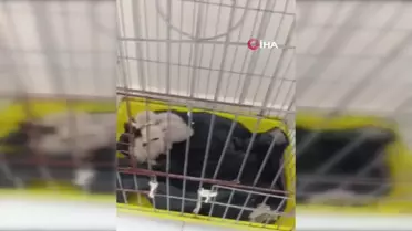 Vietnam Yatırım Bakan Yardımcısı Gaziantep'i Gezdi