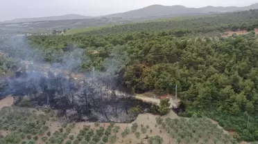 Manisa'da çıkan orman yangını kontrol altına alındı