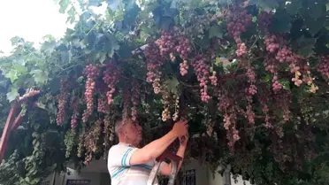 Şanlıurfa'da Enerji Kesintisi Yapılacak