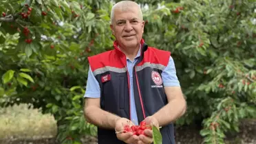 Batı Akdeniz'de Kiraz Hasadı Başladı