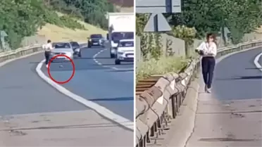 TEM Otoyolu'na giren kaplumbağayı dikkatli sürücü kurtardı