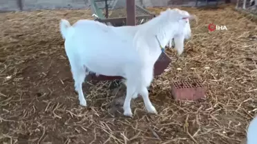 Van'da 8 Öğretmen Hakkında İnceleme Başlatıldı