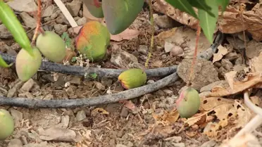 Kim, Ne Kadar Yayınladı