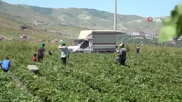Seka-taşucu ve Mazıdağı Fosfat'ın Özelleştirilmesi
