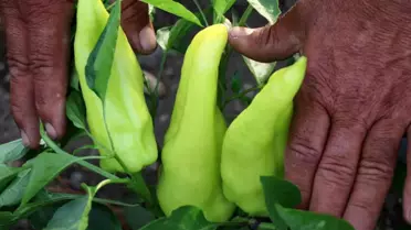 Gaziantep'te Yerel Yönetimler