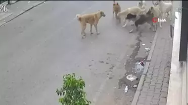 Çorum'da Kutlu Doğum Haftası Etkinlikleri